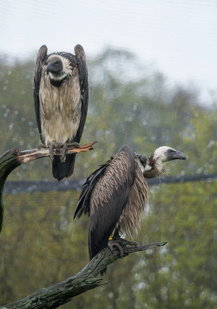 Two vultures sitting on the branches in the rain 