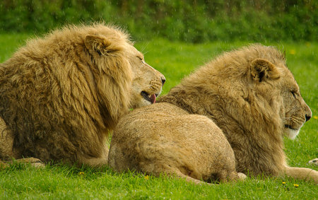 Two male lions in a grass on a rainy day の写真素材