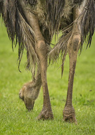 Closeup image of an ostrich eating grass の写真素材