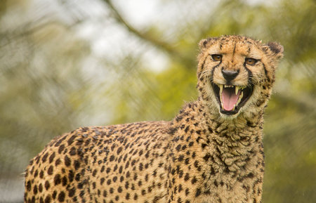 Roaring cheetah