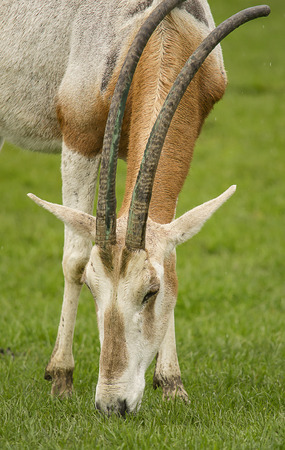 Image of the rare Oryx antelope eating grass の写真素材