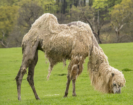 White bactrian camel eating grass in the rain の写真素材