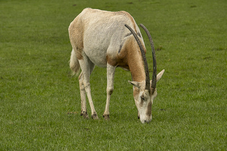 Rare Oryx antelope eating grass の写真素材