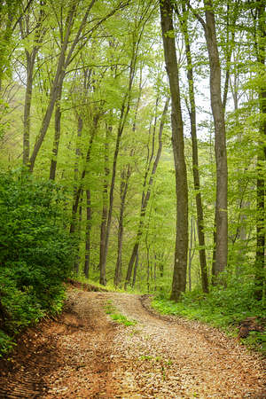 Image of a forest road in a blooming green forest の写真素材