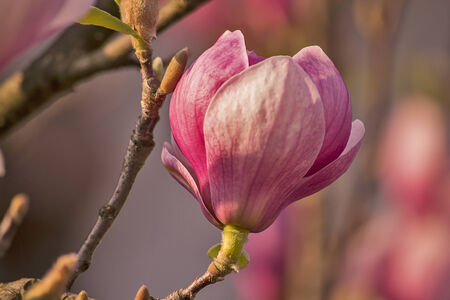 Blossomed pink magnolia flower in spring の写真素材