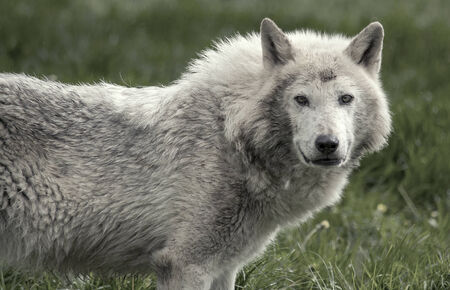 Timber wolf staring directly at the camera の写真素材