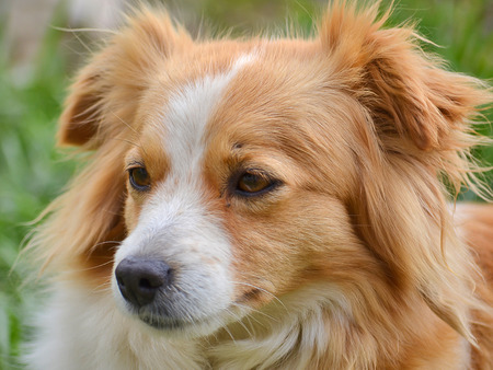 Cute cross-breed dog portraitの写真素材