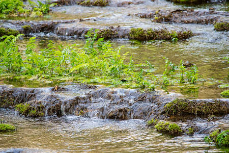 Forest stream in spring time with fresh grass の写真素材