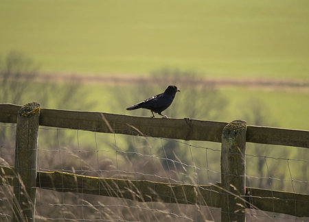 Black crow sittting on a fence aloneの写真素材