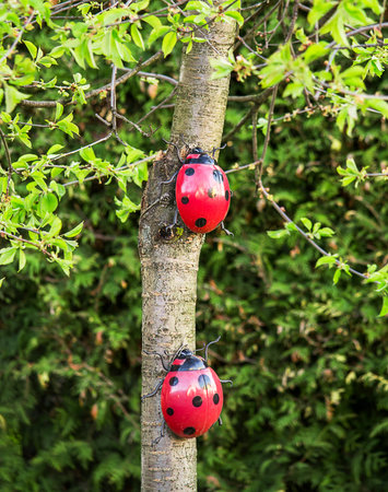 Two giant ladybugs on a tree の写真素材