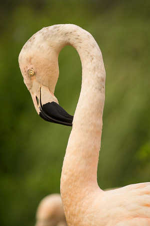 Closeup portrait of a flamingo with a green background の写真素材