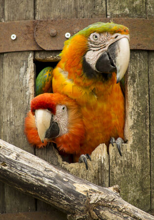Two macaw parrots looking out from a barrel の写真素材