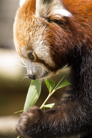 Portrait of a red panda eating an eucalyptus leafの写真素材