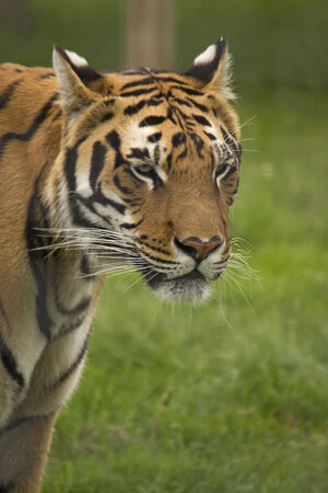 Portrait of a siberian tiger with a green background の写真素材