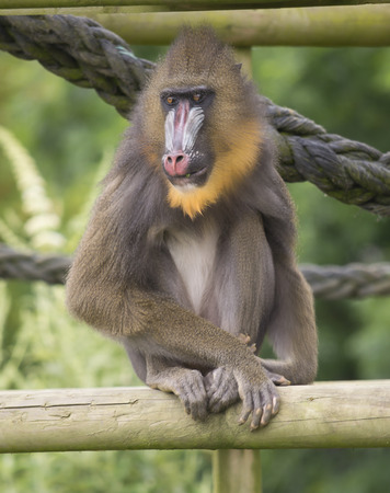 Portrait of a mandrill sitting on a wood の写真素材