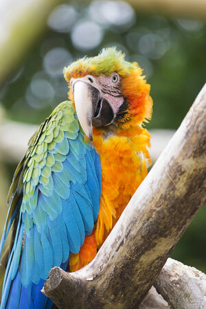 Blue-winged macaw parrot sitting on a tree branch の写真素材