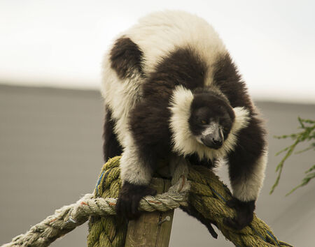 Black and white ruffed lemur on a rope in a zoo の写真素材
