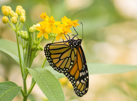 Monarch butterfly on yellow flowers の写真素材