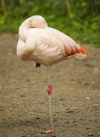 Flamingo sleeping on one leg in the nature の写真素材