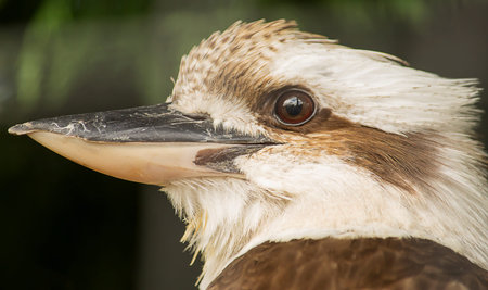 Closeup head portrait of the Kookaburra bird 