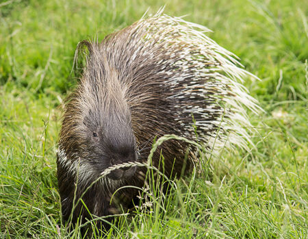 Image of a porcupine wandering in the green grass の写真素材