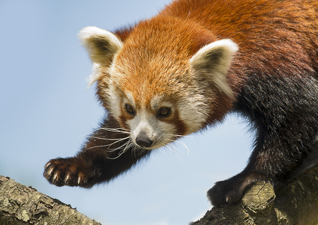 Portrait of a red panda climbing on the tree logs の写真素材