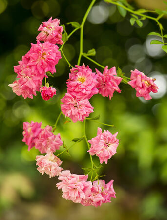 Pink summer flowers hanging in the air in the nature の写真素材