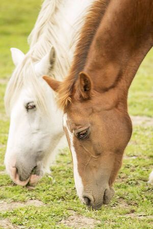 A brown and white horses feeding on the field の写真素材
