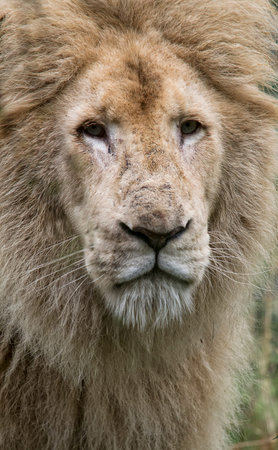 Closeup portrait of a male white lion.の写真素材