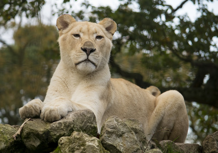 Portrait of a female white lion resting on a rock.の写真素材
