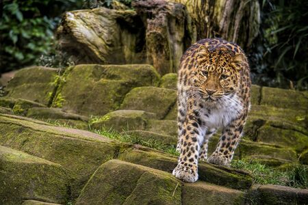Jaguar standing on the rocks in the nature.の写真素材