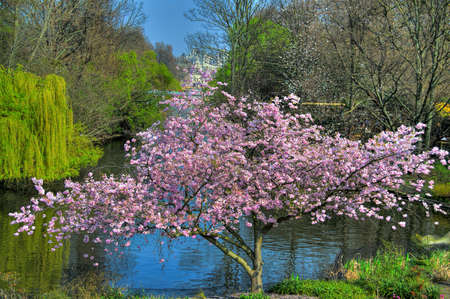 Tree in bloom during spring near a lake.の写真素材