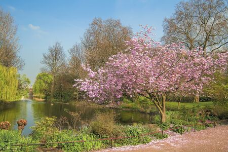 Tree in bloom at spring time near a lake.の写真素材