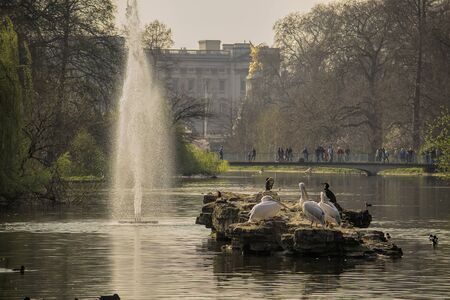 Lake and garden of Buckingham palace in central London.のeditorial素材