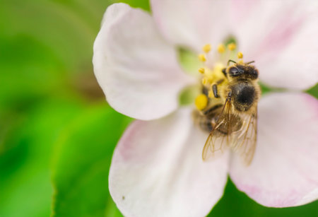 Macro image of a bee on a pink flower.