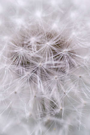 Detailed macro image of a pretty dandelion.の写真素材