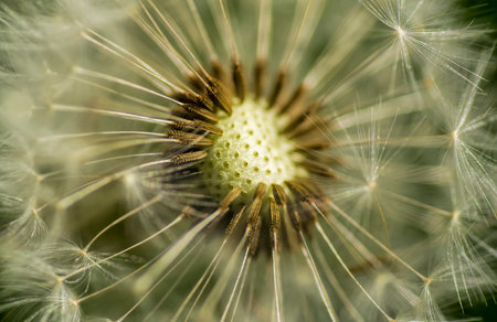 Macro image of a lovely dandelion flower.の写真素材