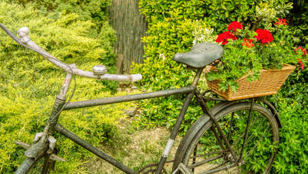 Rusty old bicycle with a basket of red flowers.の写真素材
