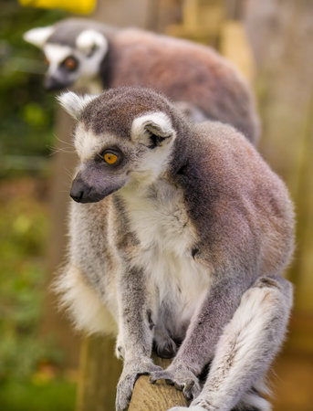 Cute madagascar lemurs sitting on a piece of wood.