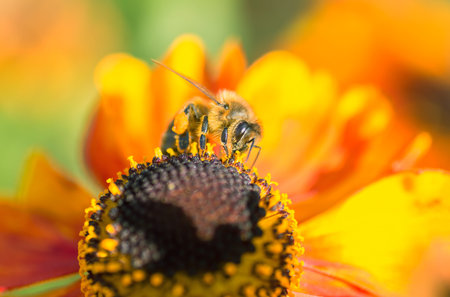 Macro image of a bee on a yellow flower.