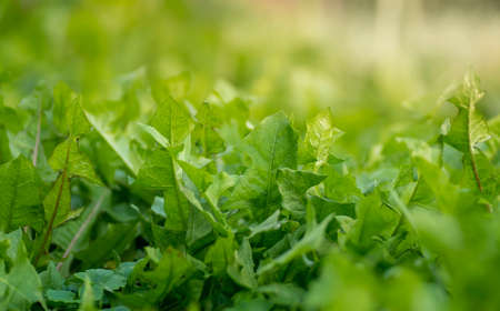 Fresh green grass closeup with sunshine in the background.の写真素材