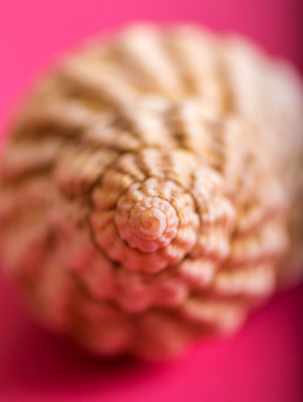 Closeup image of a sea shell on a pink background.