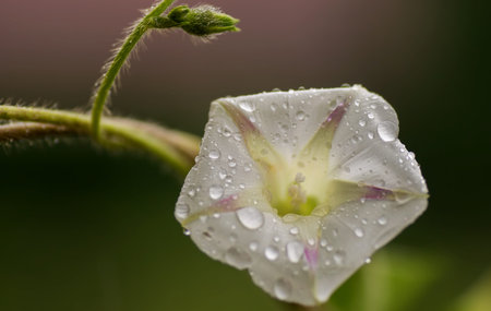 Macro of the Morning glory flower with raindrops.