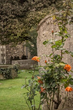Old abandoned gravestone with roses in the graveyard.の写真素材