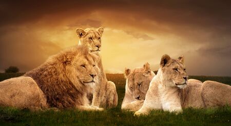 Photo manipulation of African lions resting at sunset in the grass.の写真素材