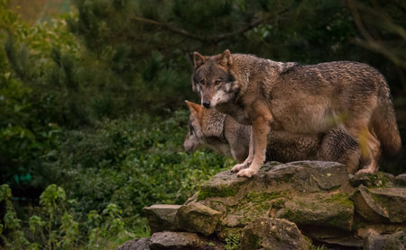 Pair of european wolves standing on a rock