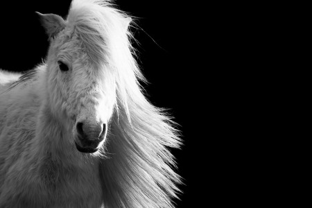 Beautiful white Shetland pony horse with long maneの写真素材