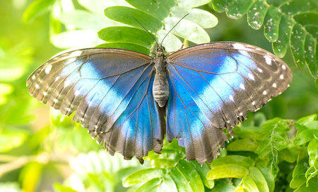 Pretty blue morpho butterfly sitting on green leaves