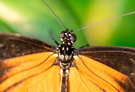 Closeup image of a orange butterfly on a leafの写真素材
