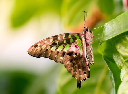 Macro of a pretty malachite butterfly on a leafの写真素材